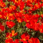 Fleurs - Eschscholtzia Rouge - face recto